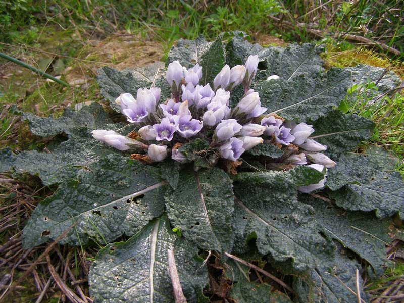 Supervision - Schwemin-Masur - Autumnalis - Alraune - Kreta - Tiefenblicke - Blumen - Natur